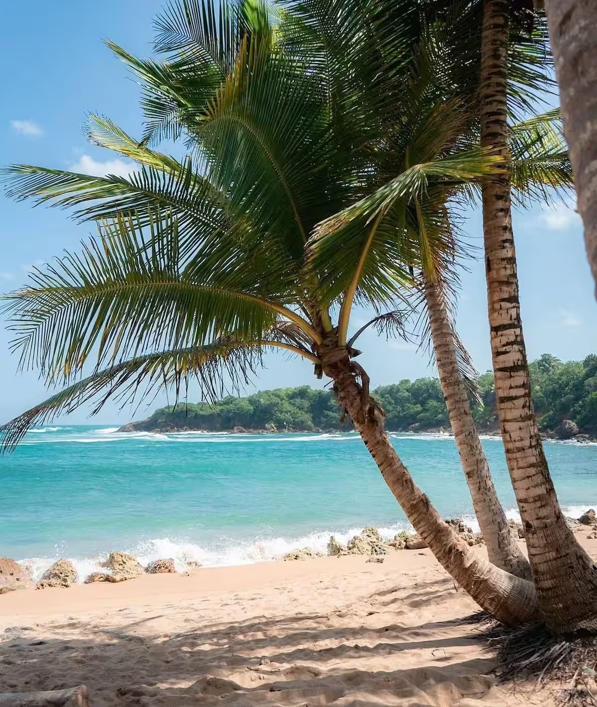 Palms leaning over a quiet Puerto Rico cove